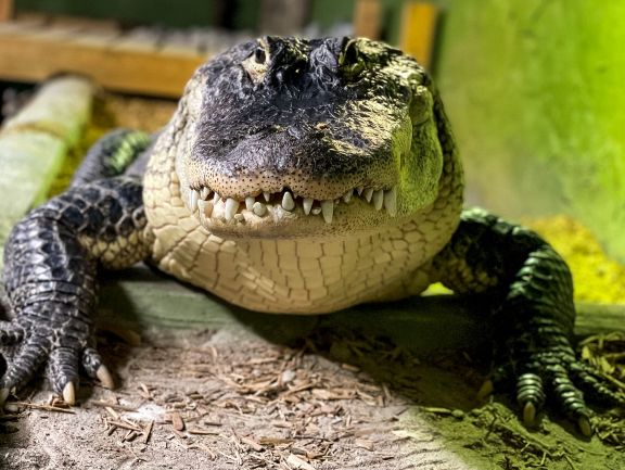 Reptilia.